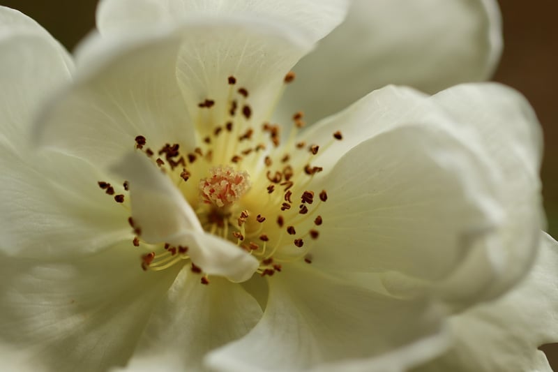 Vintage Rose Bloom